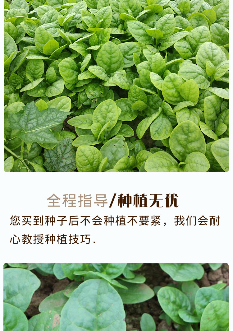 大叶木耳菜种子 农田菜地种植叶片厚当季蔬菜木耳菜籽