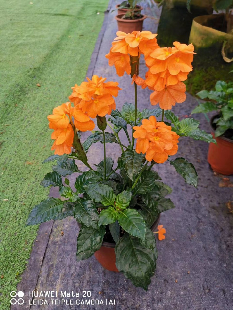 206基地批发 供应 鸟尾花 15-30cm高盆栽 花坛 花镜 花海工程摆花