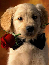 金毛犬小狗叼着玫瑰花钻石画diy厂家直销圆钻满钻钻石绣十字绣