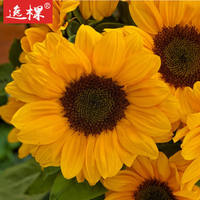 切花向日葵文森特2种子橙色黑心老品种花种子四季种