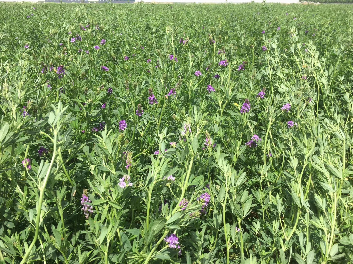 service商品描述视频展示是否进口否种类紫花苜蓿草保质期12个月产品