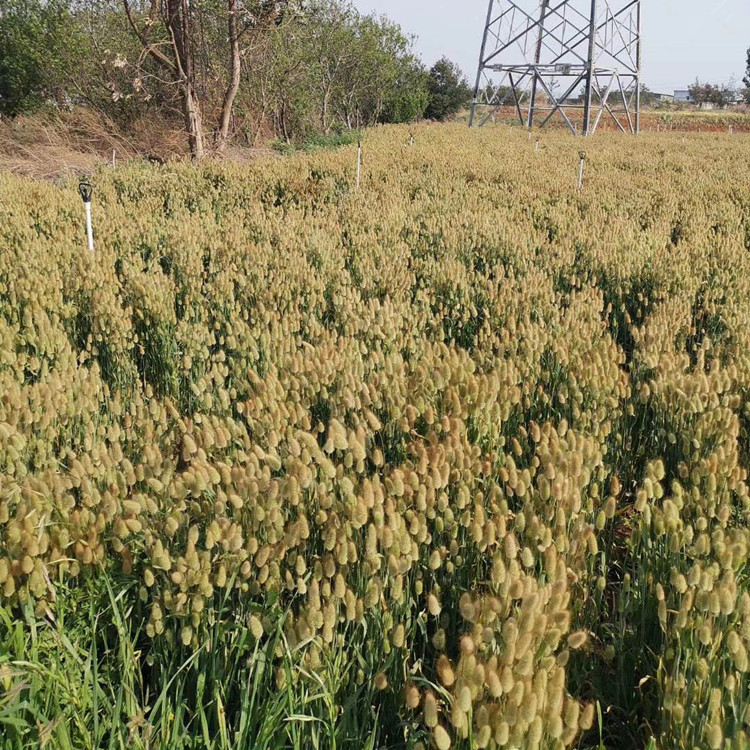 本色兔尾草称重自然干花 原色兔尾草 云南基地特价批发