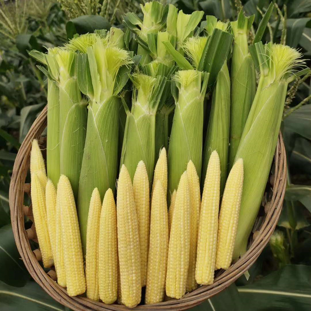 新鲜玉米笋 迷你甜玉米笋整箱10斤水果玉米蔬菜小玉米棒批发代发