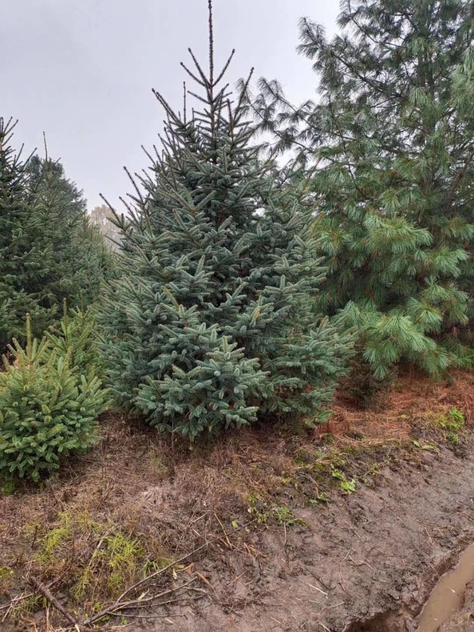 供应云杉青扦云杉410米