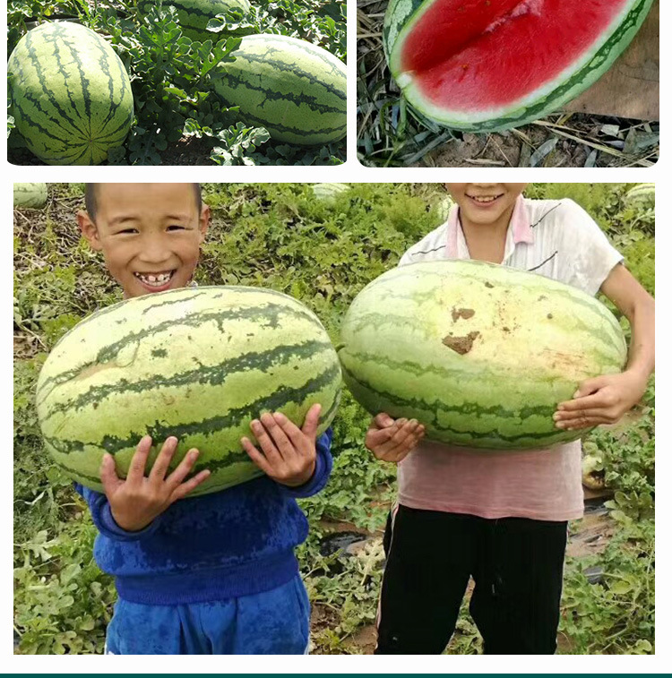 西农八号西瓜种子 农田菜园基地中晚熟杂交椭圆大果西瓜籽