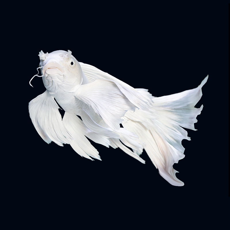 蝴蝶鲤鱼淡冷水长尾鱼苗短身球形贵妃纯种锦鲤观赏鱼