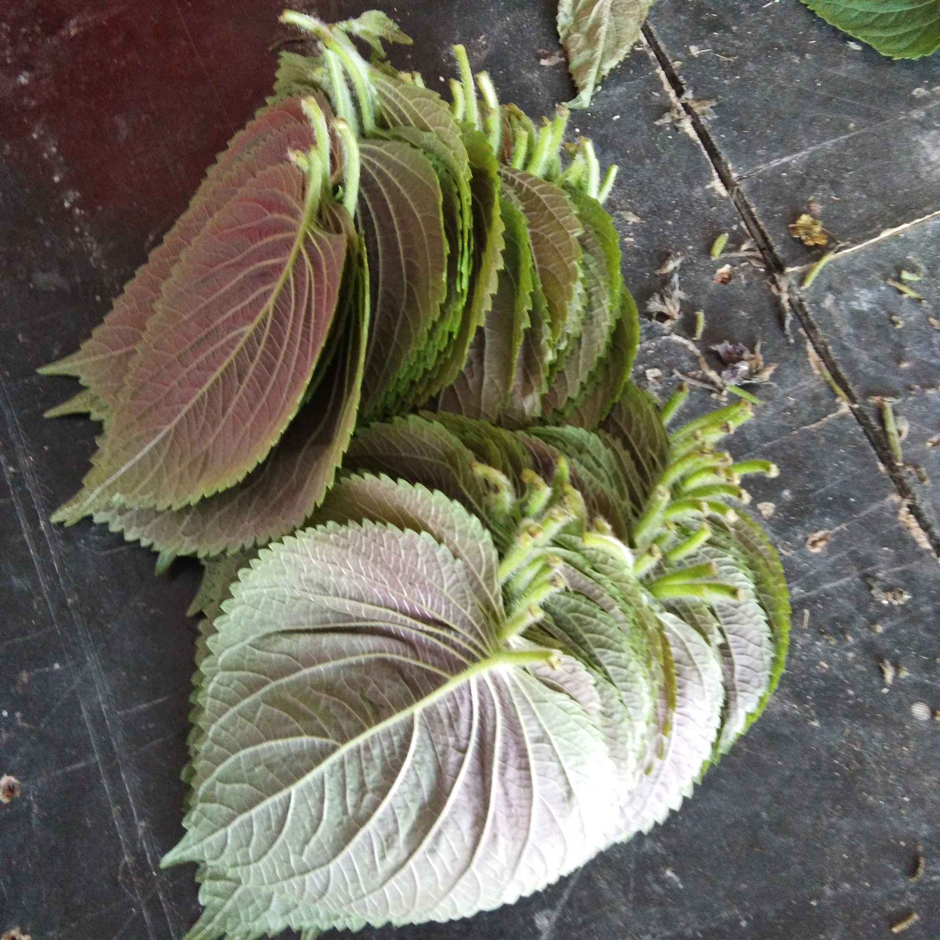 新鲜苏子叶烤肉叶绿紫苏叶鲜苏子叶食用蔬菜包肉包饭250g邮