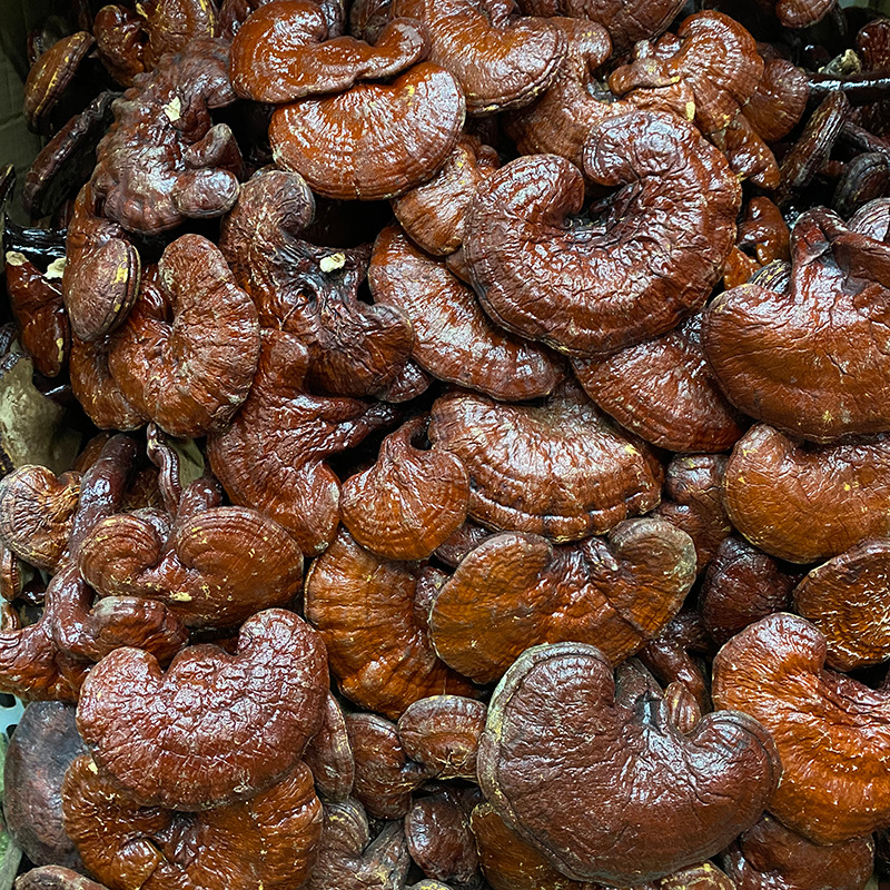 批发赤灵芝 500克产地云南跑江湖地摊展销会合作诚招代理一件代发