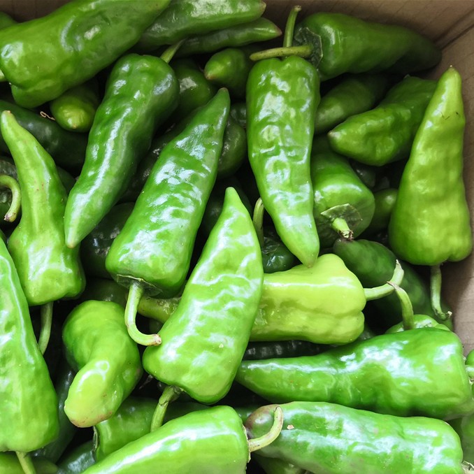 农家土辣椒土辣椒新鲜 土广椒 新鲜青辣椒新鲜 现摘包邮斤