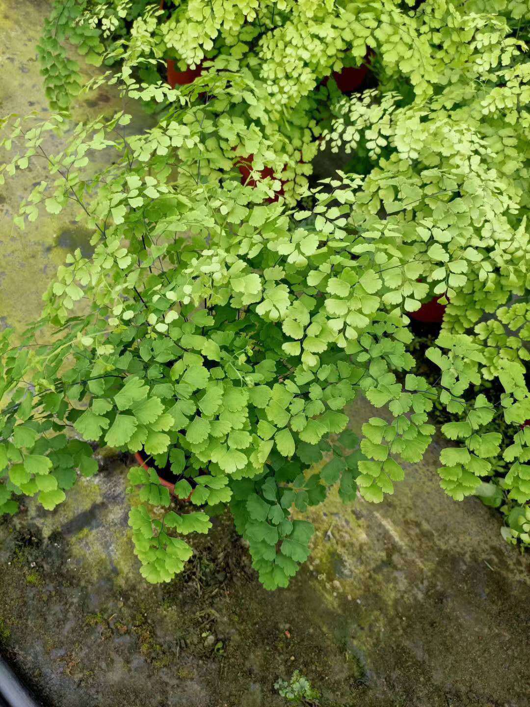 广州基地直供 花卉盆栽植物 绿化工程 专用蕨类 120飞雪铁线蕨