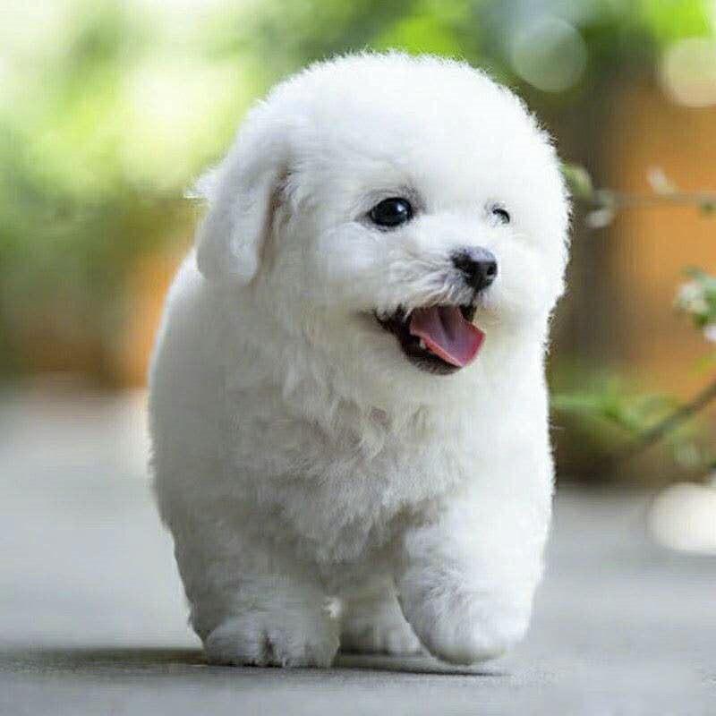 纯种比熊犬茶杯犬小型犬比熊幼犬宠物犬活幼体卷毛白色漂亮好看