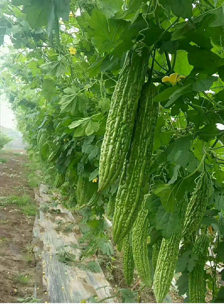 观赏苹果大顶种孑春秋季耐热白黑苦瓜种籽苦瓜种子菜种籽蔬菜种孑