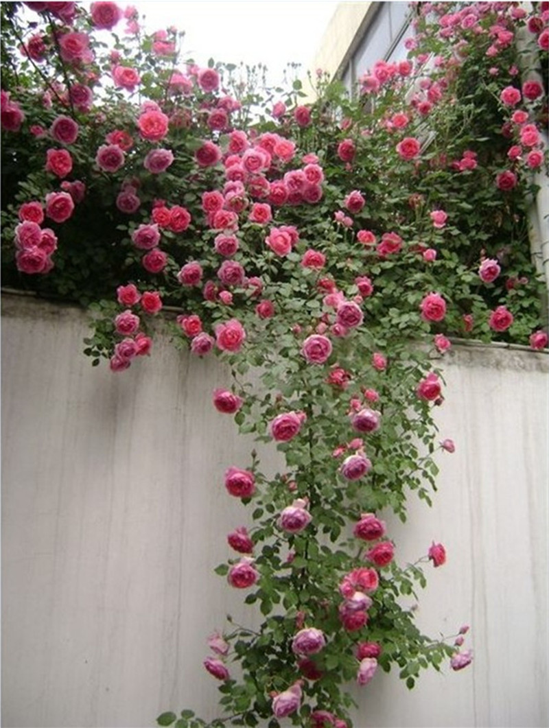 蔷薇花苗藤本月季大苗爬藤植物庭院阳台盆栽玫瑰欧月爬墙攀援花卉