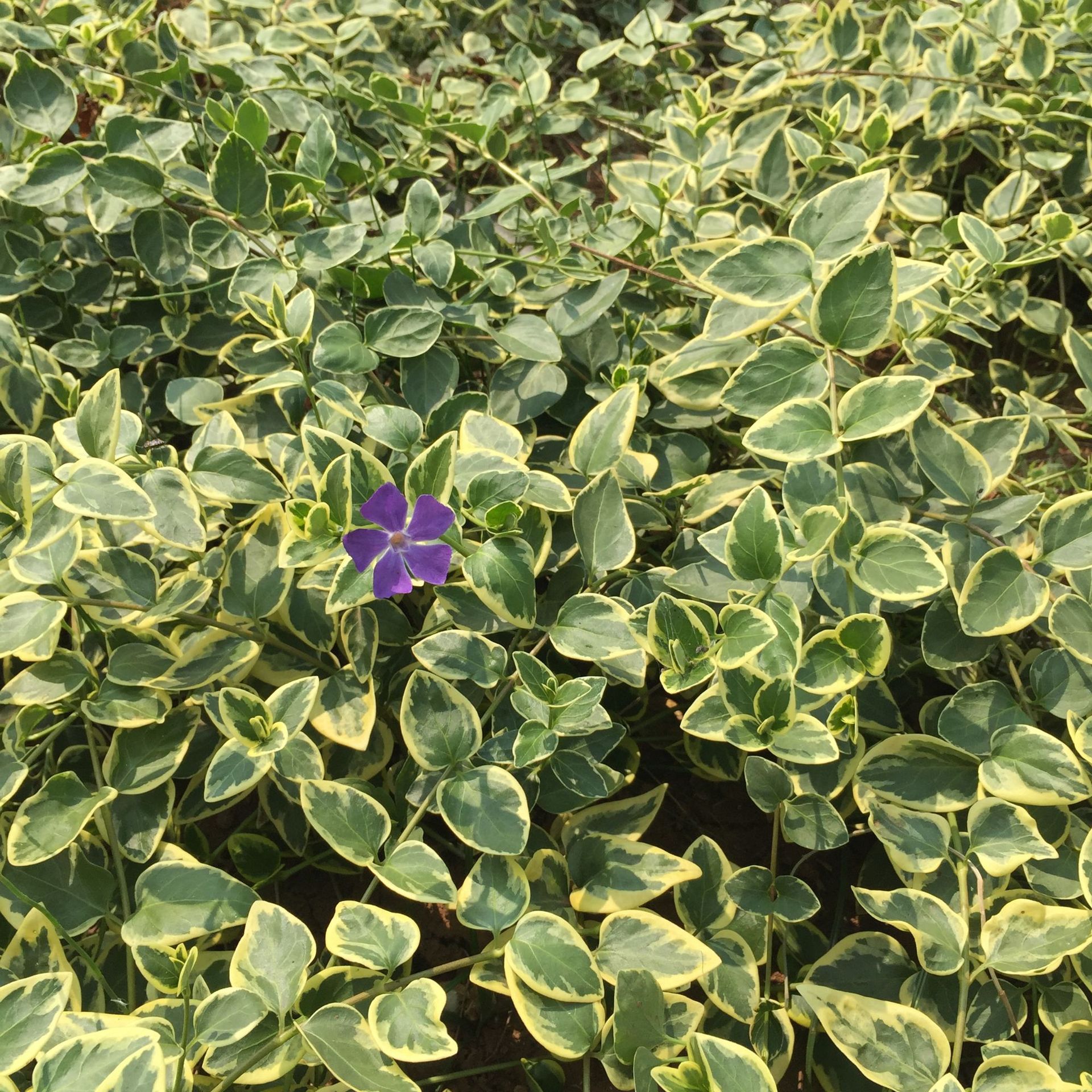 花叶蔓长春杯苗彩叶绿植吊兰工程绿化造景云南基地直销