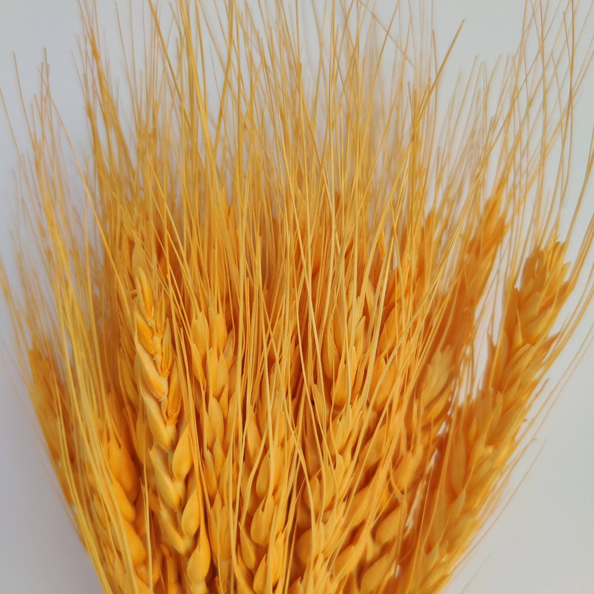 麦子 厂家花农麦子麦穗 麦子开业花篮花艺金色麦穗婚庆装饰