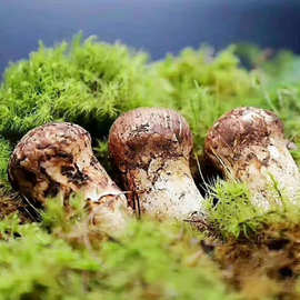 云南野生松茸 高原特产食用菌 香格里拉松茸新鲜食材一手货源