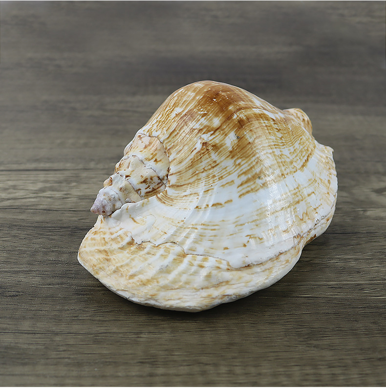 天然海螺贝壳 大耳螺 精品收藏鱼缸水族箱装饰品地台婚礼布置摆件