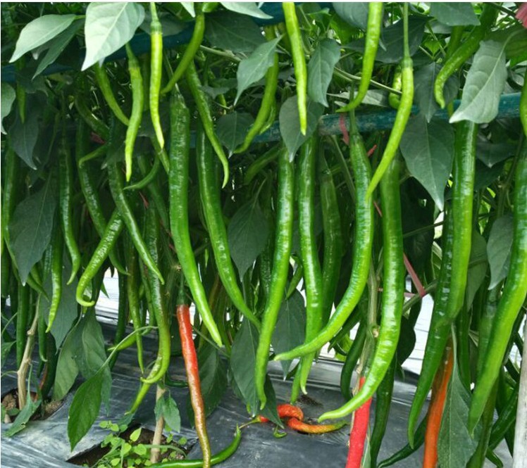 长线椒辣椒种子香辣线椒王 小红辣椒干椒鲜椒蔬菜