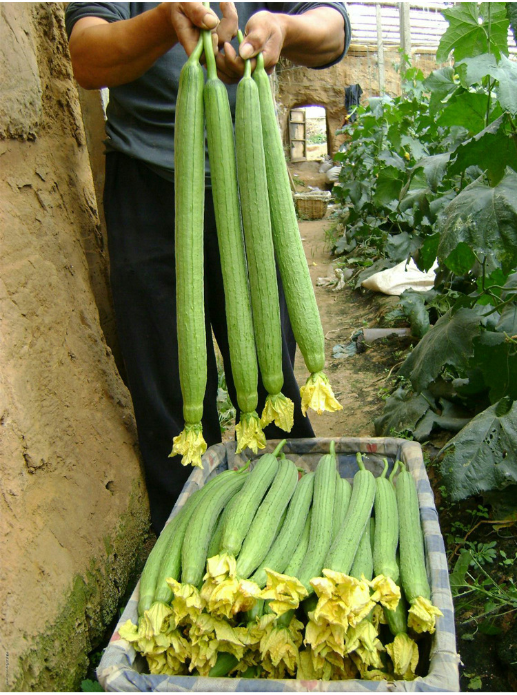 寿光线丝瓜种籽种子早熟高产顺直大棚长肉线丝瓜菜籽四季蔬菜种孑