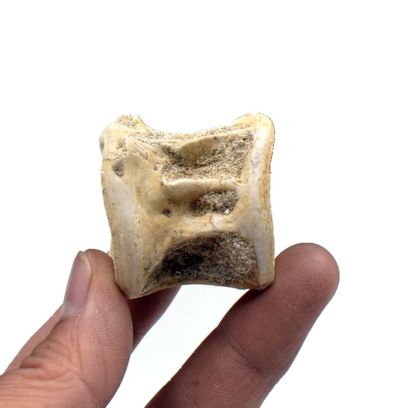 鲨鱼脊椎骨化石原石沧龙脊椎骨石古海洋生物地质科普教学标本