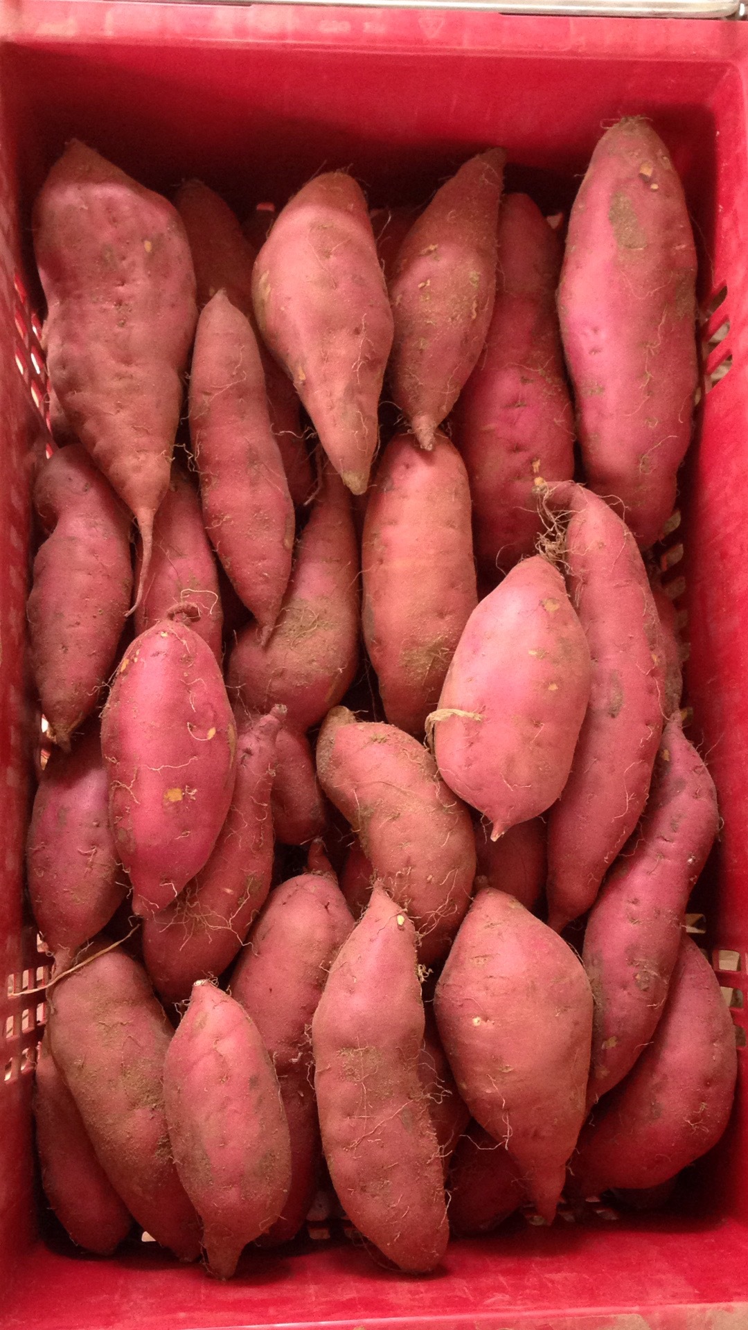 海南澄迈桥头富硒地瓜5/10斤装板栗红薯富硒桥头地瓜精选果礼盒装