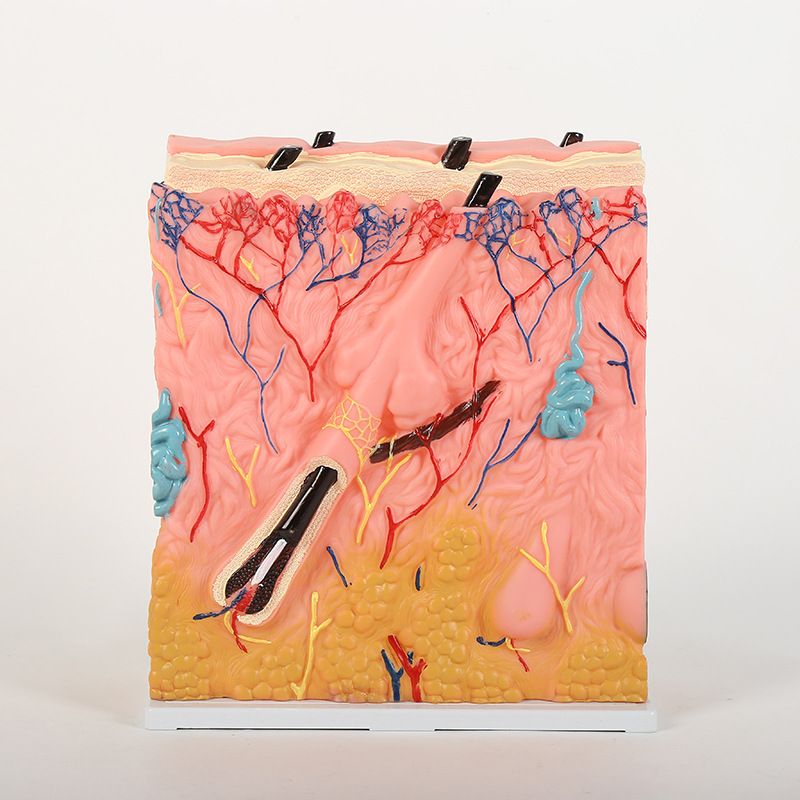 医学立体皮肤模型 50倍70倍放大皮肤标本皮肤结构解剖生物学教学