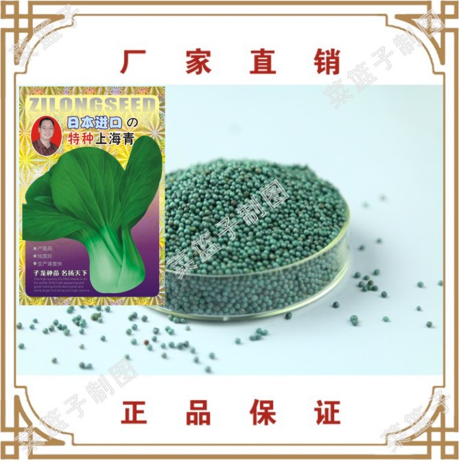 蔬菜种子冯子龙厂家直售批零大田基地大棚菜园四季籽 持中上海青