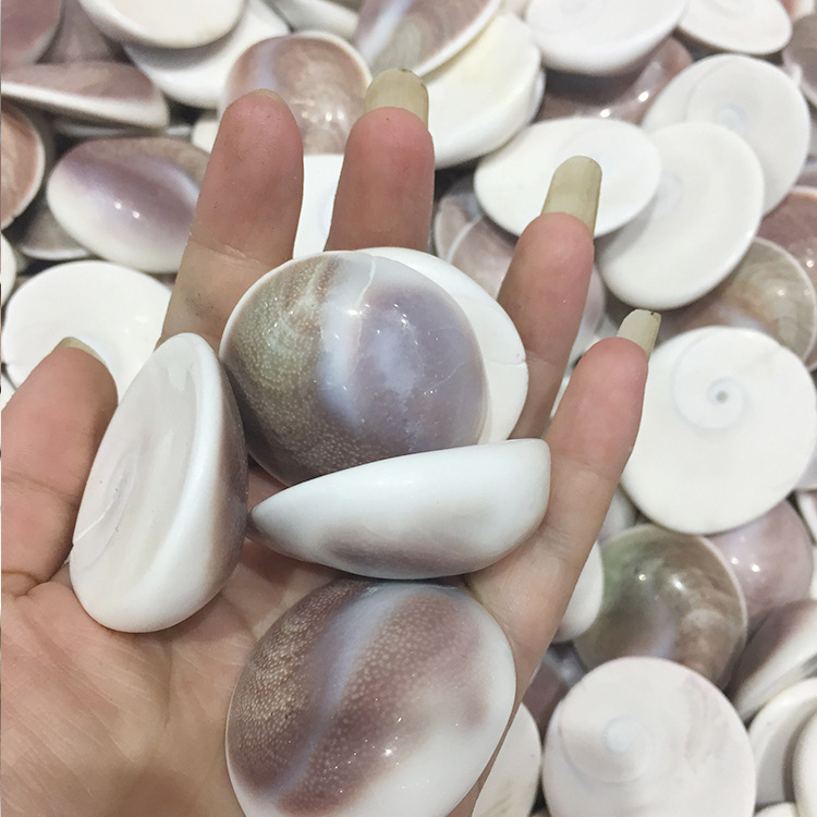 马达加斯加太阳贝 菊石水云母贝壳扇贝古 古生物化石 古动物化石