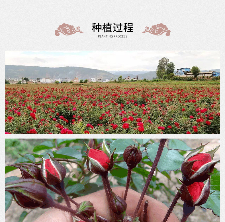 散装金边玫瑰批发 云南金边玫瑰花茶 无硫烘干金边玫瑰花干现货