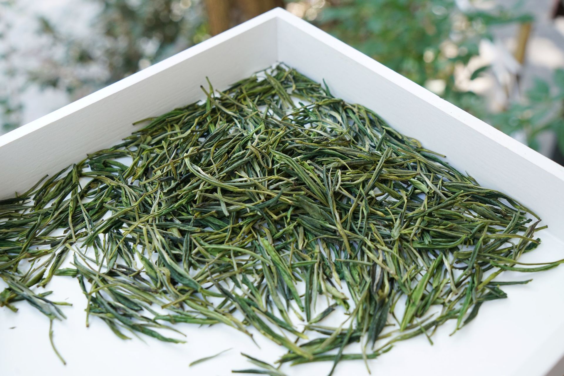 浙江新绿茶高山毛峰松阳白茶毛峰 清香型 茶叶厂家批发