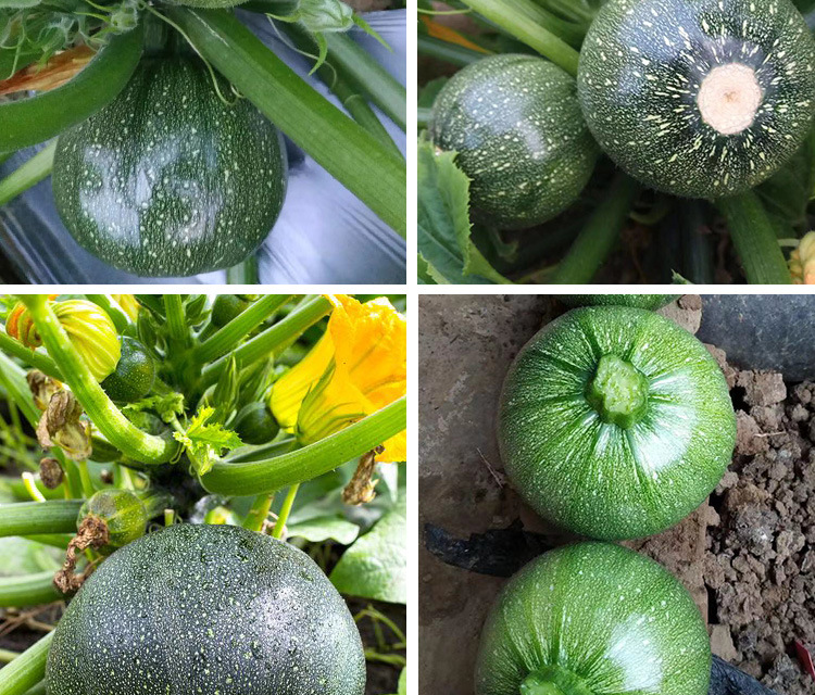 商品描述储存条件冷藏供货时间全年包装规格金谷绿宝-无蔓绿珠西葫芦