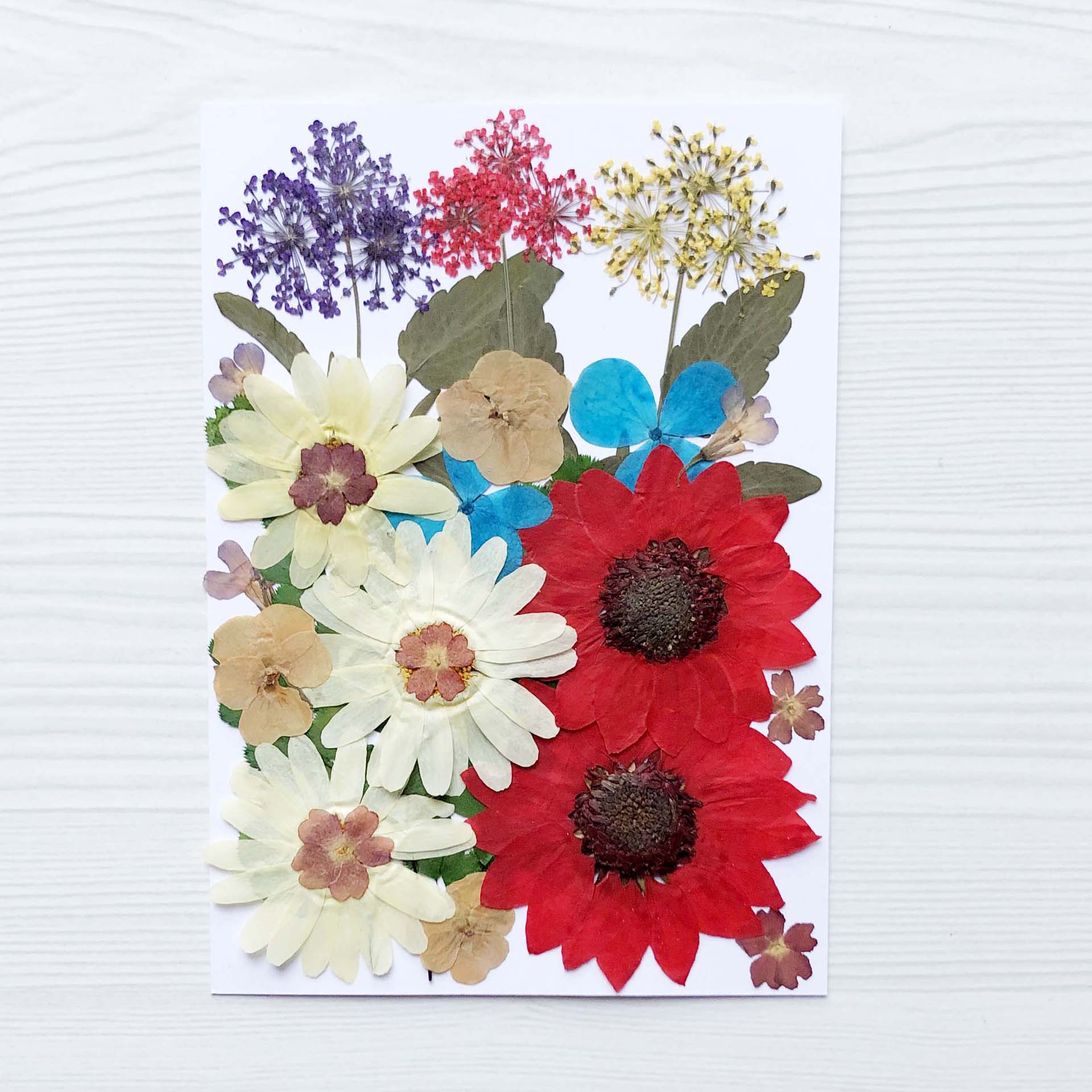 押花diy干花压花包滴胶手机壳 植物标本写真贴幼儿园手工花材包