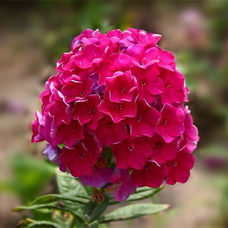 可现货供应耐寒地被宿根花卉基地金娃娃萱草大花萱草红花萱草