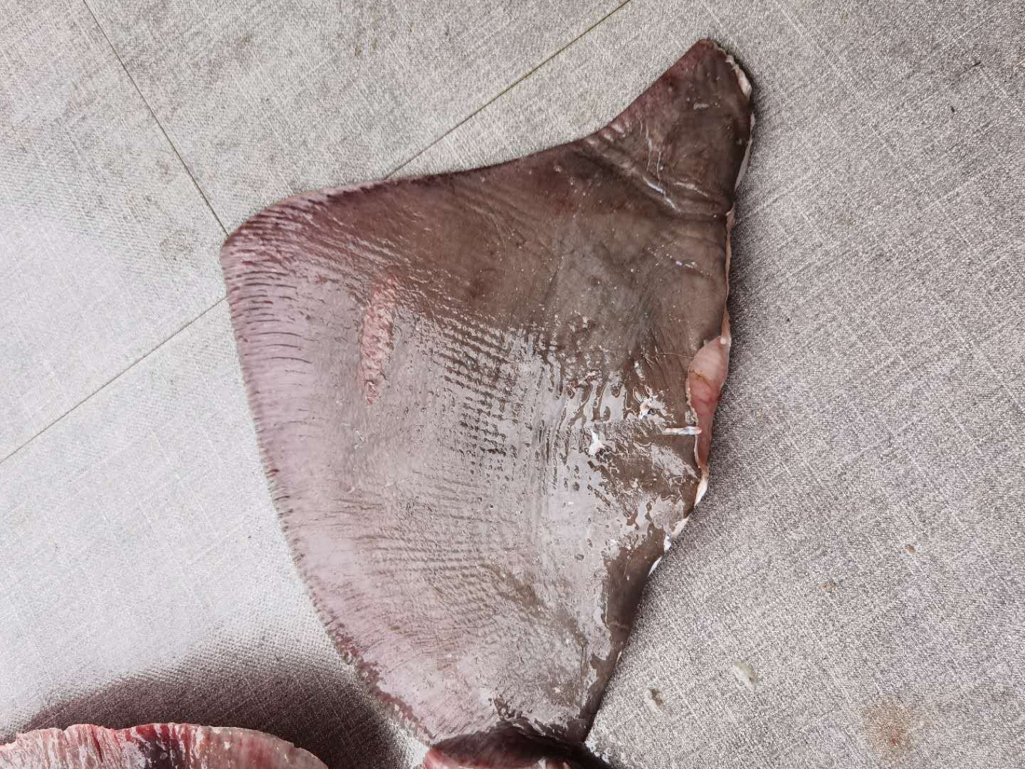 鳐鱼,鳐鱼翅 去皮鳐鱼翅,琵琶鱼 老板鱼 魔鬼鱼 供酒店 供排挡