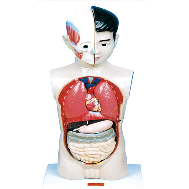 科教实验器材中小学生教学仪器科学实验器材模型人体解剖模型