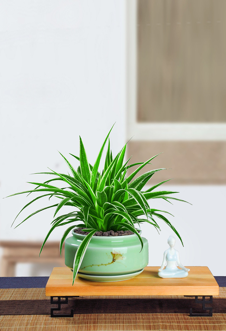 金边吊兰盆栽垂吊植物室内客厅办公室桌面小盆景四季常青好养绿植