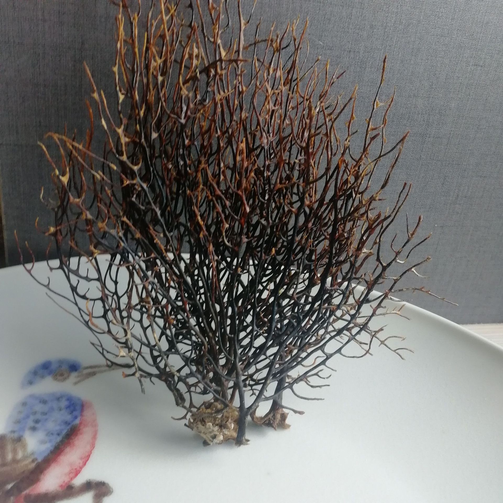 a 有称斤-diy菲律宾 海铁树黑珊瑚草贝壳海螺 鱼缸瓶微景观装饰