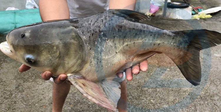 厂家直销 缩骨大头鱼苗 缩骨鳙鱼苗 缩骨鱼苗 缩骨大头鱼养殖