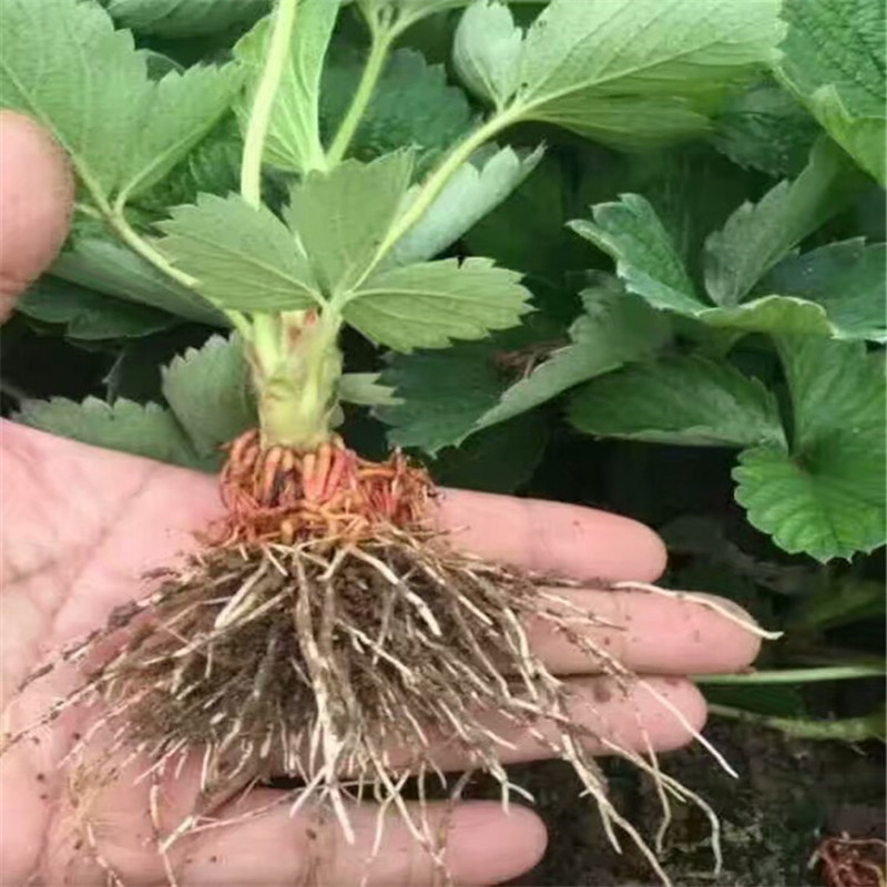 新品种草莓苗桃熏 白雪公主 株壮根系发达 当季桃熏草莓苗