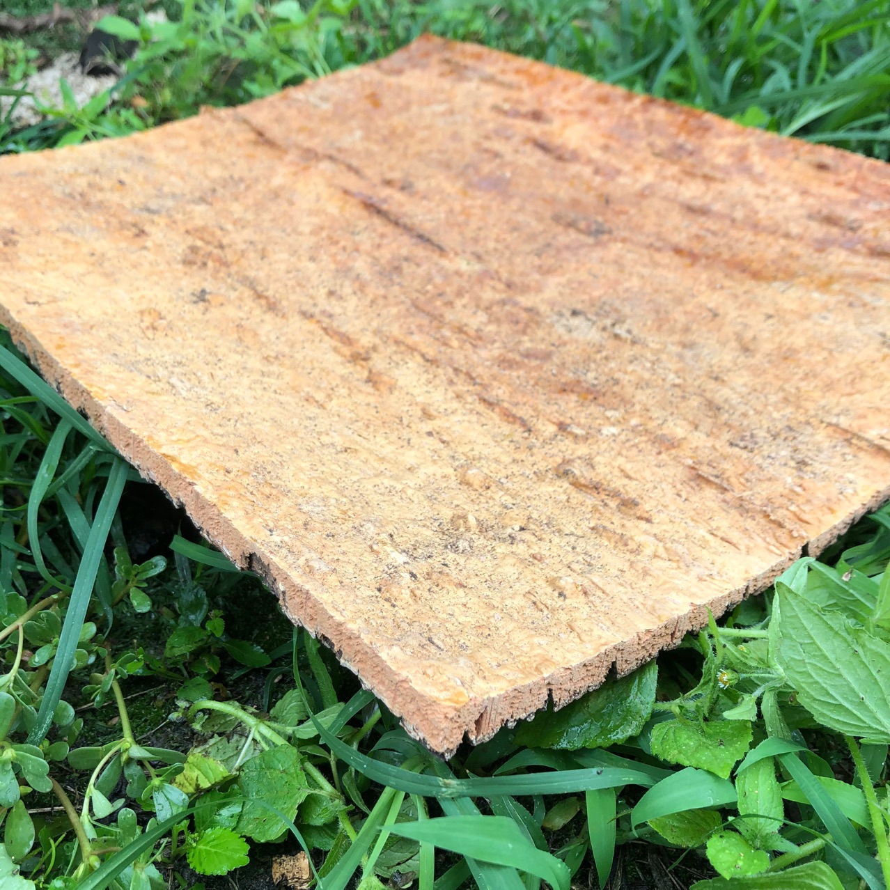 软木树皮香槟树木皮 爬宠鱼缸造景树皮水族装饰真树皮贴墙面树皮