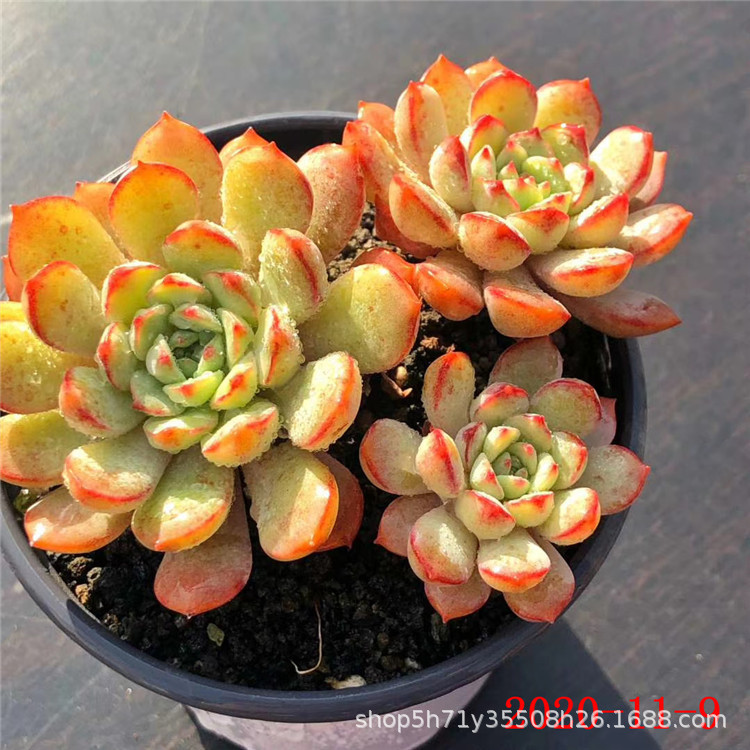十二卷属科多肉植物品种 荣耀群 水晶宝草群多肉繁殖基地批发