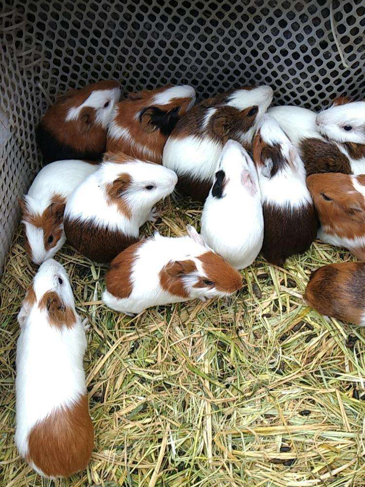 荷兰猪公仔活物活体无毛荷兰鼠一对宠物豚鼠荷兰兔家养健康