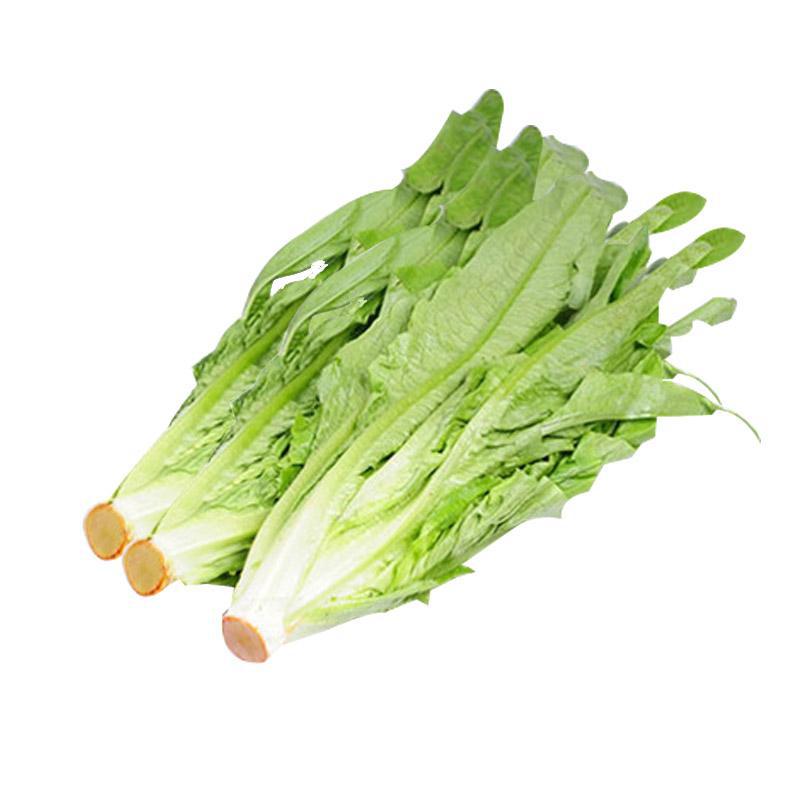 带箱10斤包邮 云南新鲜油麦菜叶苗新鲜蔬菜牛利生菜青菜基地直发