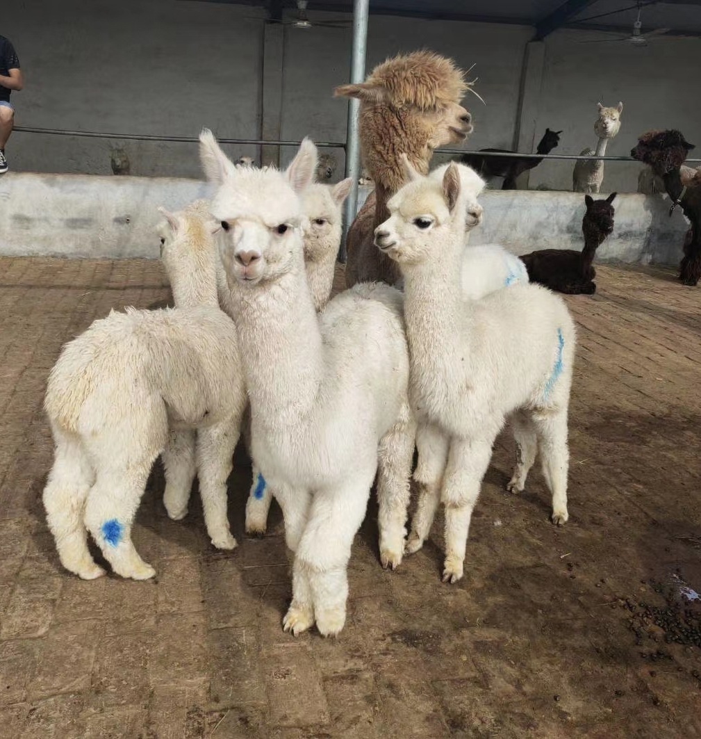 哪里有卖宠物羊驼的 萌宠小羊驼多少钱一只 羊驼繁殖批发基地