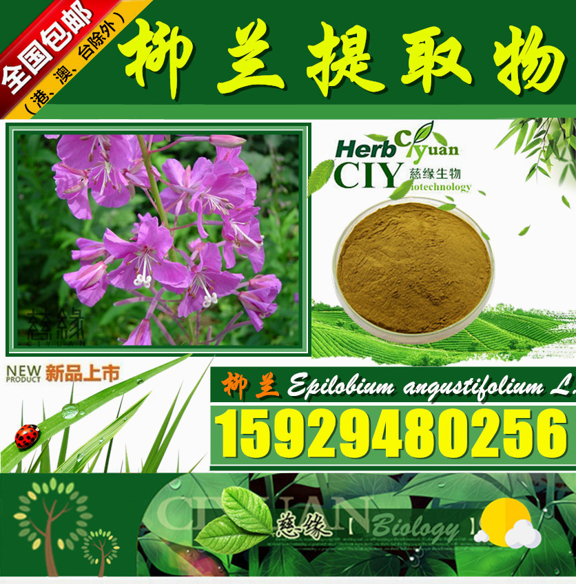 柳兰提取物 10:1 现货供应