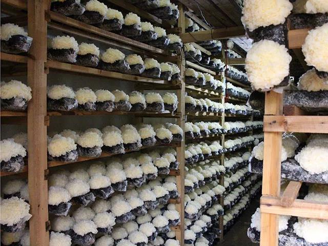 江南畔古田产地银耳散装 白木耳雪耳干货批发毛重9.8斤