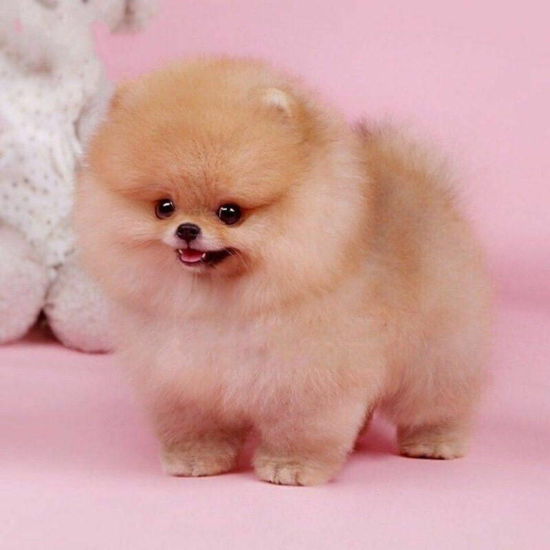 茶杯犬幼犬纯种博美俊介犬活体爆毛犬小型哈多利球体家养宠物犬