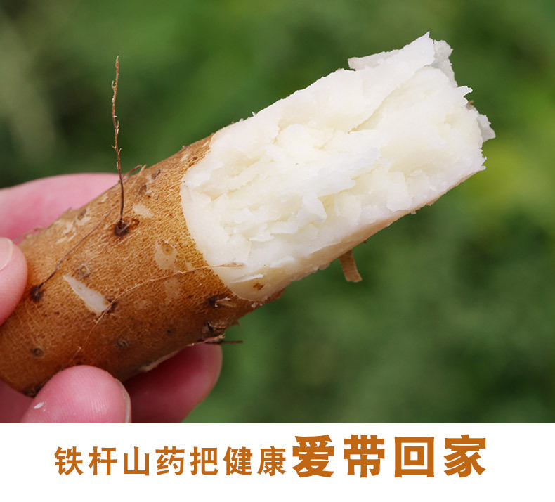 【全年款】河北铁棍山药应季新鲜杂粮香糯铁杆麻棍山药小白嘴代发