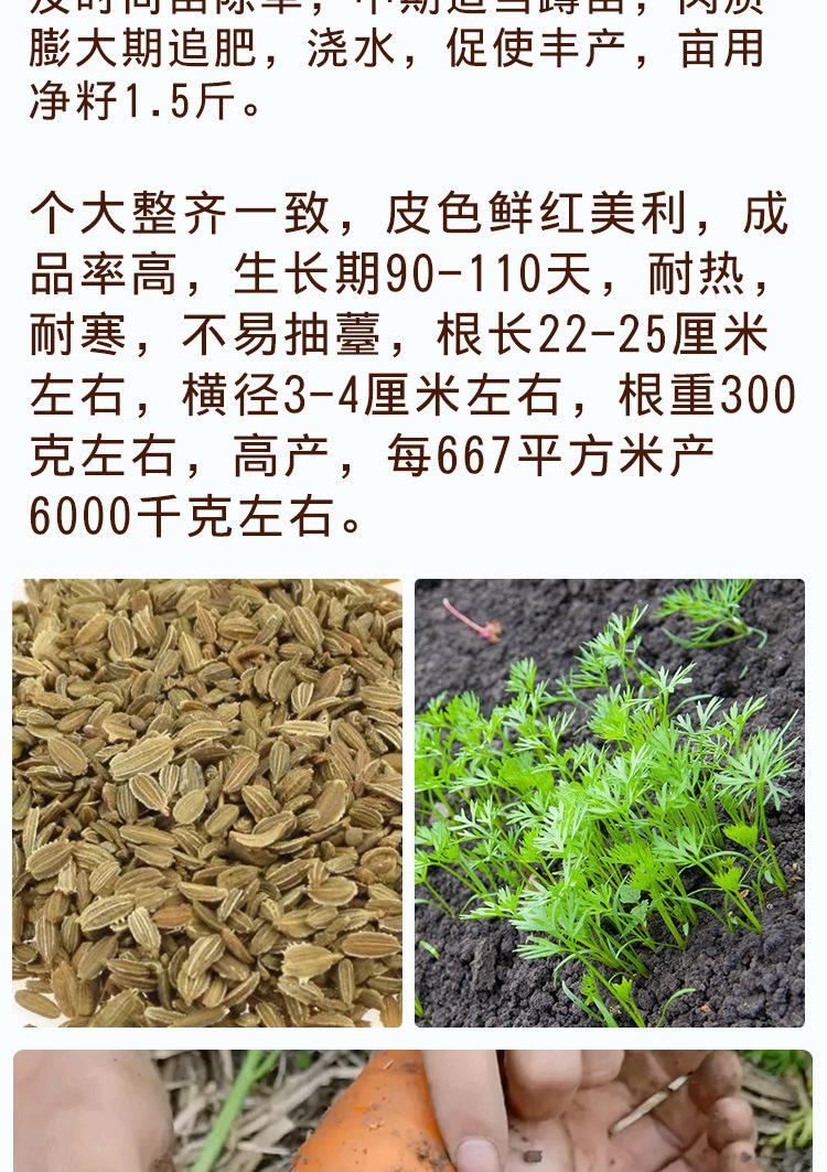 散装胡萝卜种子 农田菜地种植盆栽四季蔬菜脆甜耐储胡萝卜籽