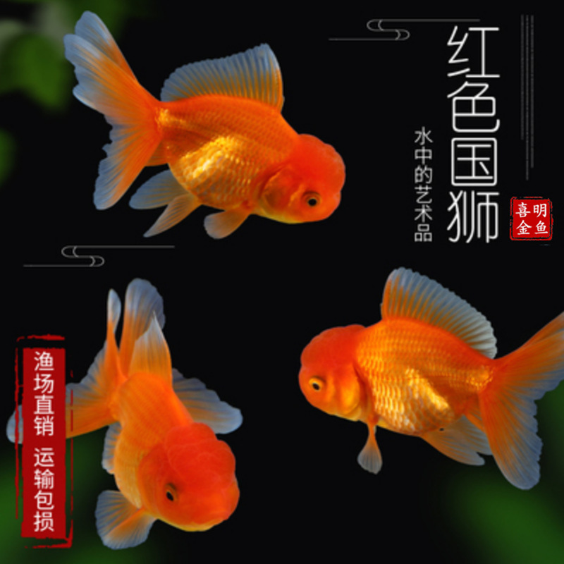 金鱼苗当岁鹤顶红龙睛狮子头活体风水观赏鱼水族金鱼小苗批发包活